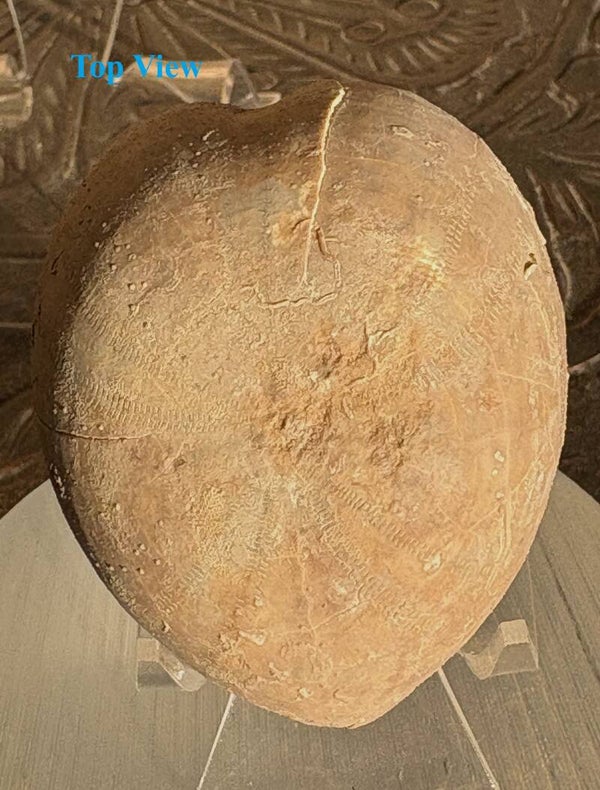 Echinoid 16