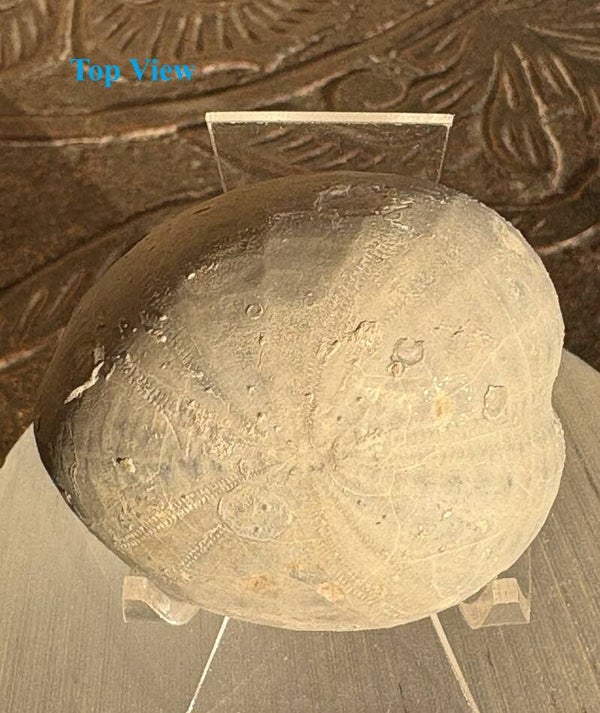 Echinoid 17