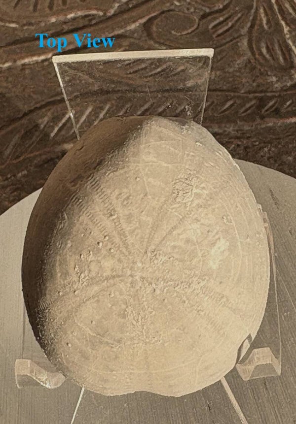 Echinoid 18