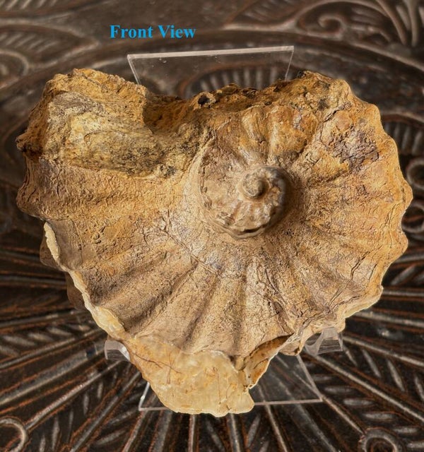 Fossil Ammonites - Whole Conlinoceras