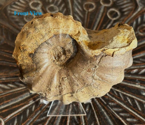 Fossil Ammonites - Small Texas ammonite