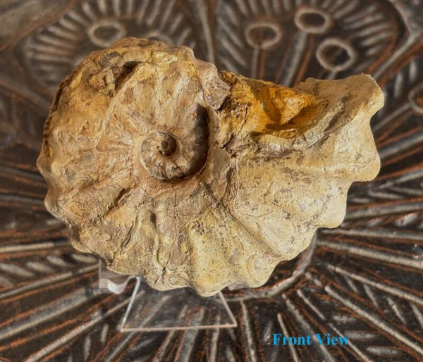 Fossil Ammonite - Small Texas Ammonite2