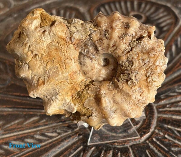 Fossil Ammonites - Texas Ammonite with teeth marks