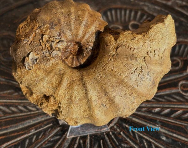 Fossil Ammonite - Whole Conlinoceras 6