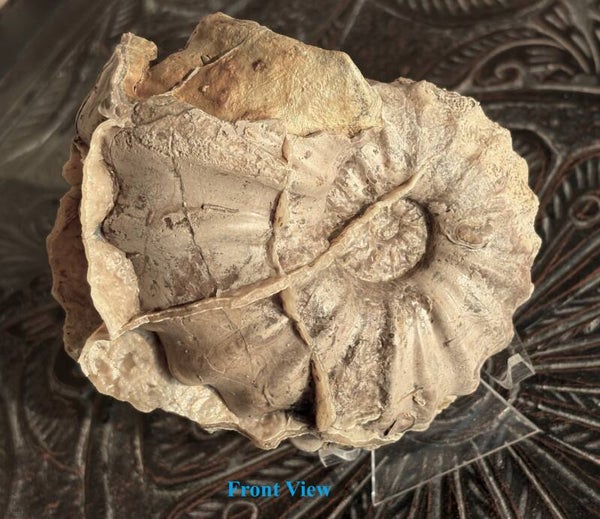 Fossil Ammonite - Whole Conlinoceras