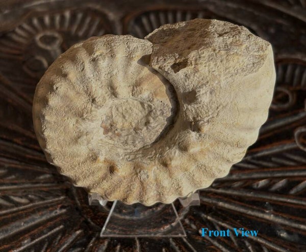 Fossil Ammonite - Whole Mortoniceras 20