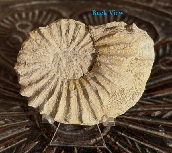 Texas Ammonite Oxytropidoceras (sp) 15