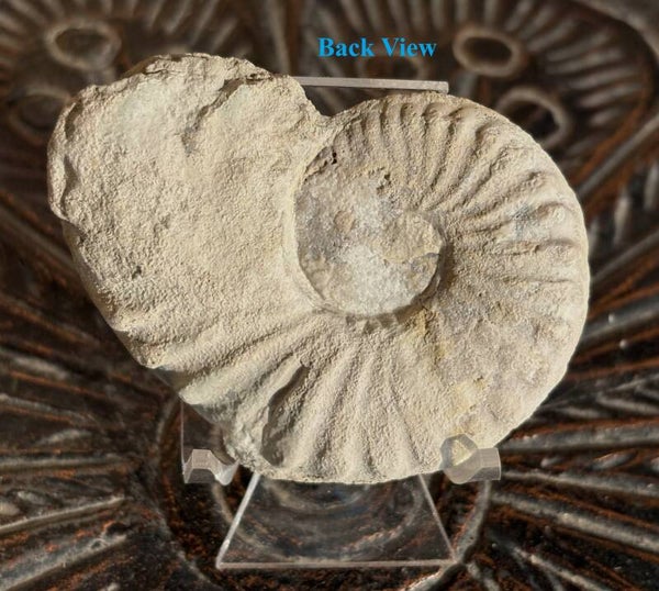 Fossil Ammonite - Oxytripidoceras 16