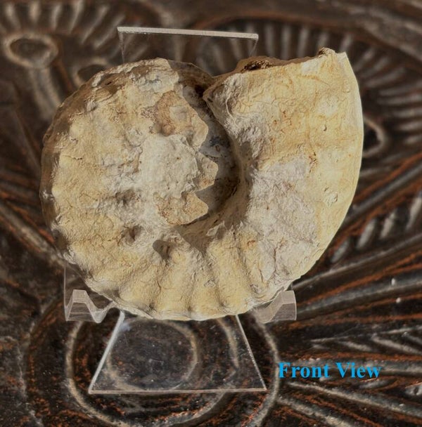 Texas Ammonite Mortoniceras 14