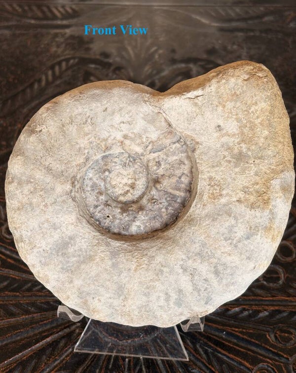 Fossil Ammonite - Whole Mortoniceras 27