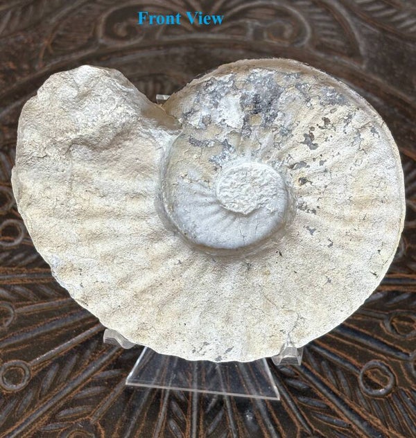 Fossil Ammonite - Whole Mortoniceras 28
