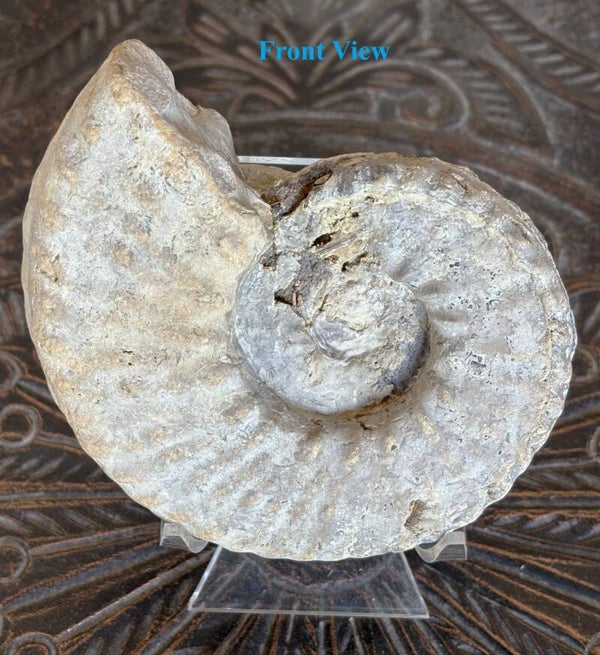 Fossil Ammonite - Whole Mortoniceras 29