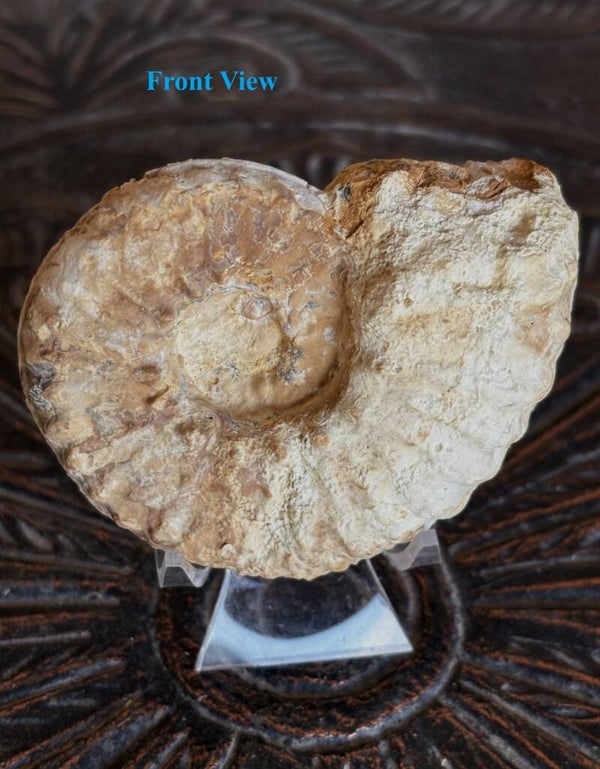 Fossil Ammonite - Whole Mortoniceras 9