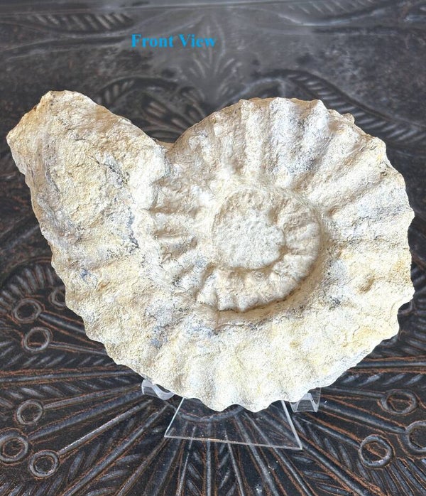 Fossil Ammonite - Whole Mortoniceras 28