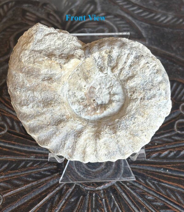 Fossil Ammonite - Mortoniceras 30