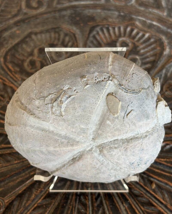 Echinoid 19