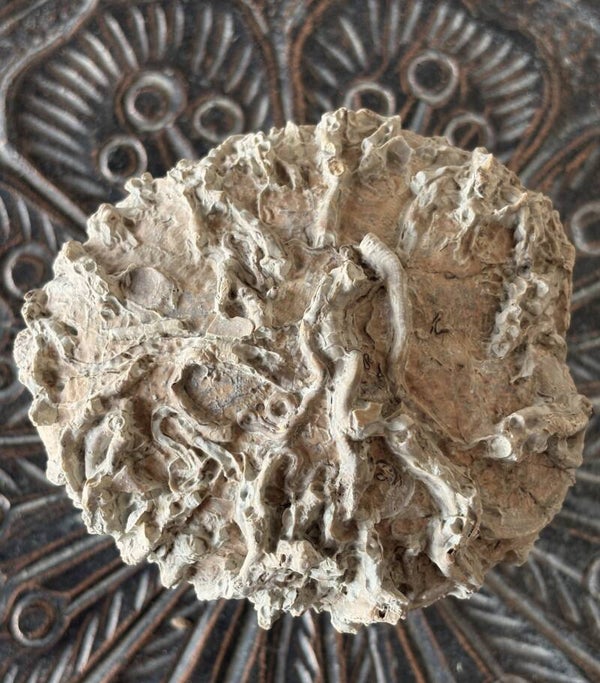 Echinoid 20