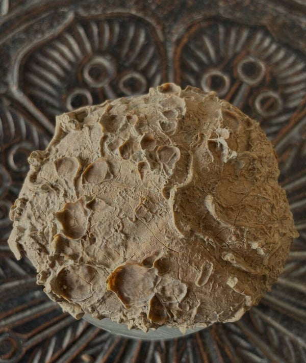 Echinoid 21