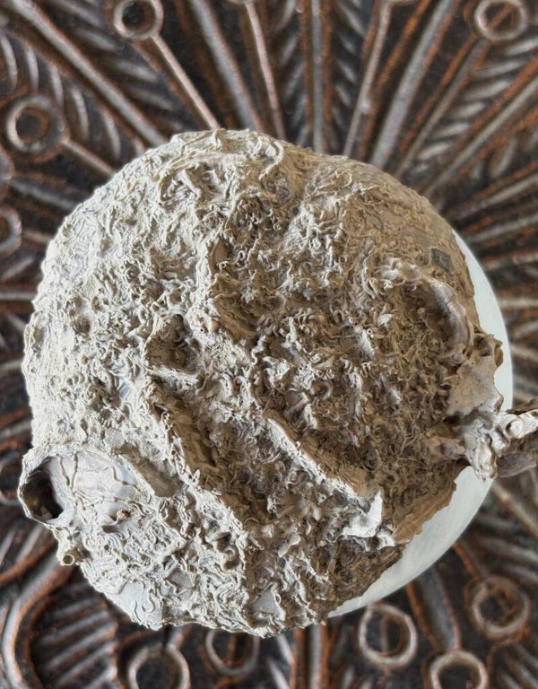 Echinoid 22