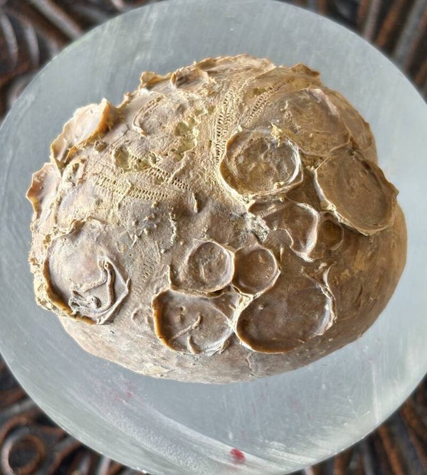 Echinoid 23