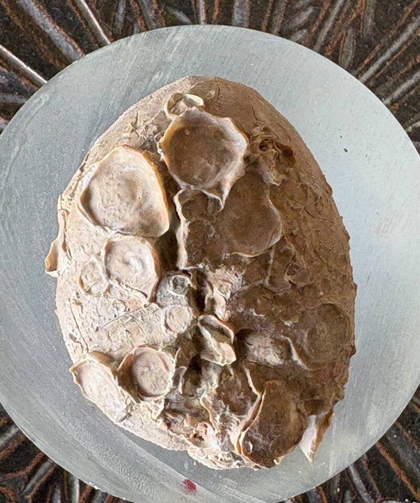 Echinoid 24