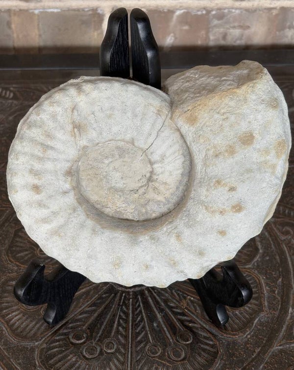 Fossil Ammonite - Whole Mortoniceras 1