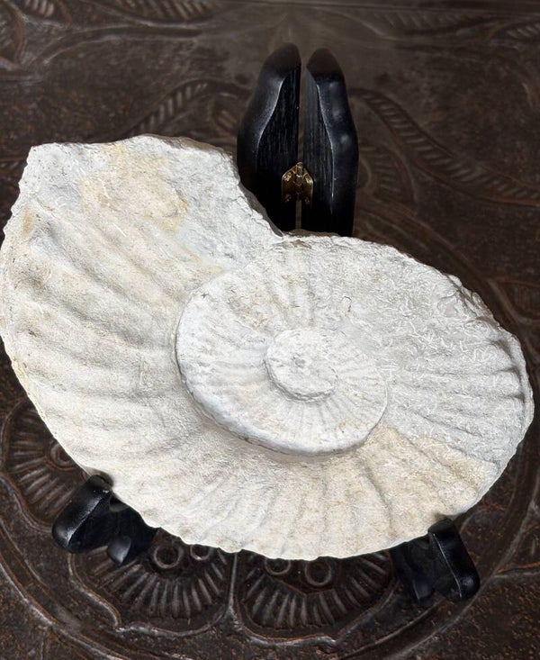 Fossil Ammonite - Whole Mortoniceras 4