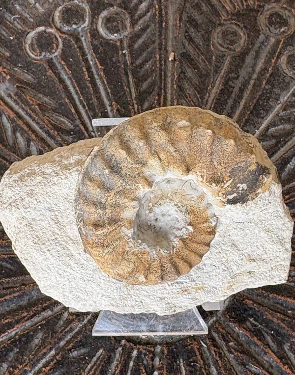 Fossil Ammonite - Whole Mortoniceras 2