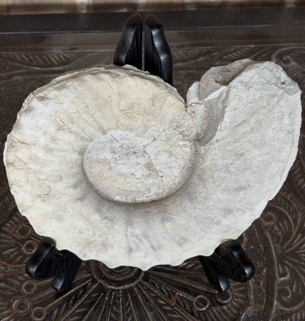 Texas Ammonite - Whole Mortoniceras 6