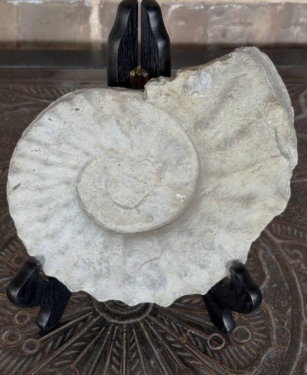Fossil Ammonite - Whole Mortoniceras 5