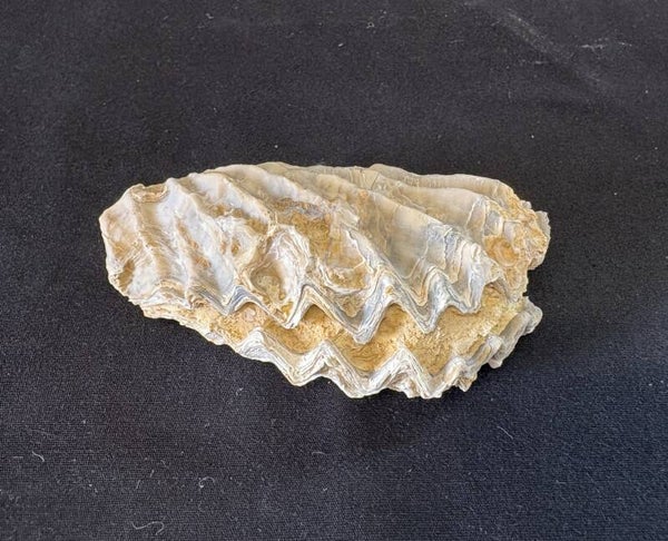 Lopha Clam 1