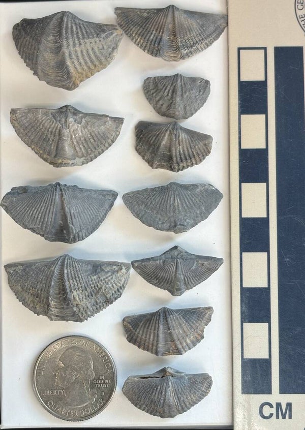 Fossil Brachiopods 1