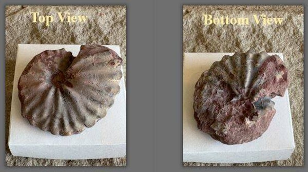 Metoicoceras Ammonite1