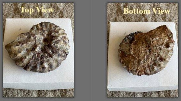 Metoicoceras Ammonite2