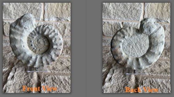 Fossil Ammonite - Whole Mortoniceras 20