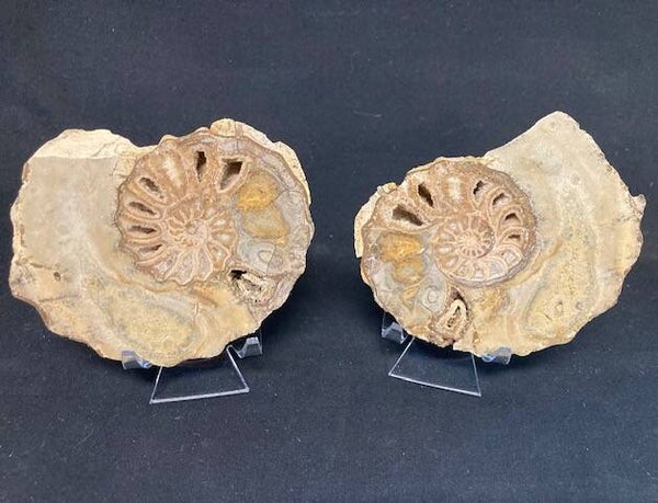 Fossil Ammonite - Cut/Polished Texas Ammonite1