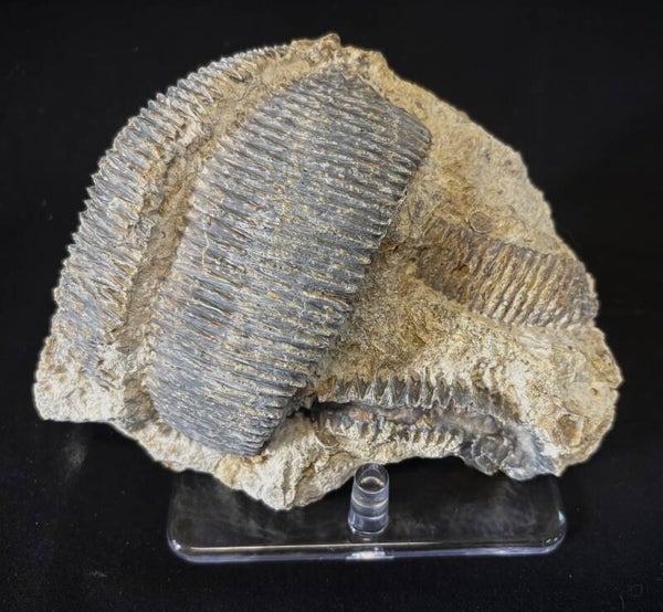 Fossil Oysters - Rastellum