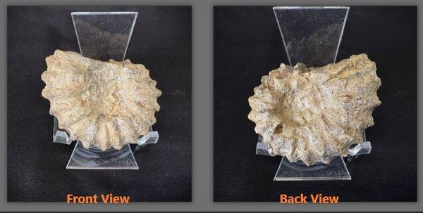 Texas Ammonite - Paraconlinoceras