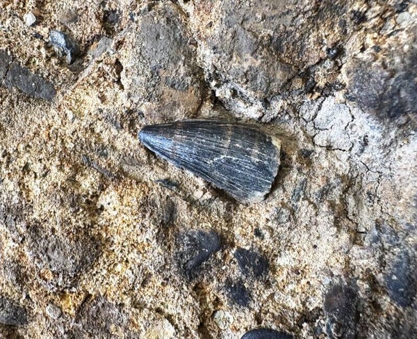 Texas Fossil Tooth - Crocodile tooth