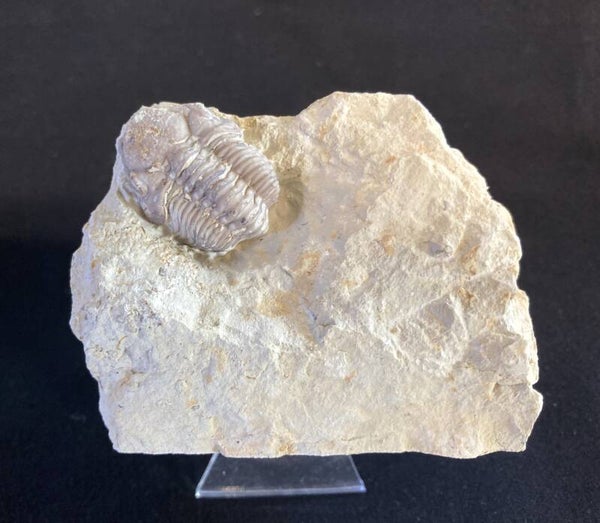 Trilobite 6