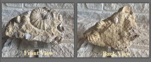 Fossil Ammonites - Group of Texas ammonites