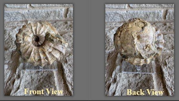 Fossil Ammonites - Whole Conlinoceras and Metengonoceras