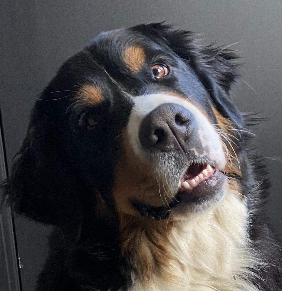 Rylana / Mijn Honden | Bernervallei