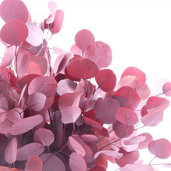 Eucalyptus populus rood