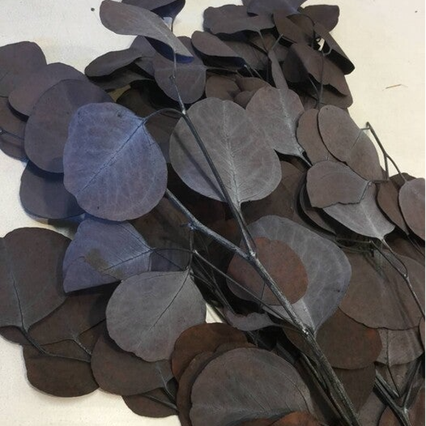 Eucalyptus populus bruin