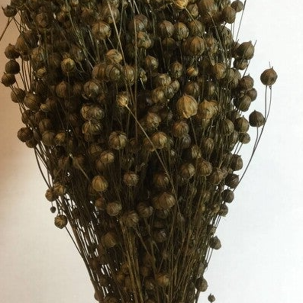 Linum / vlas