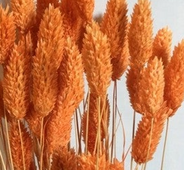 Phalaris / kanariegras