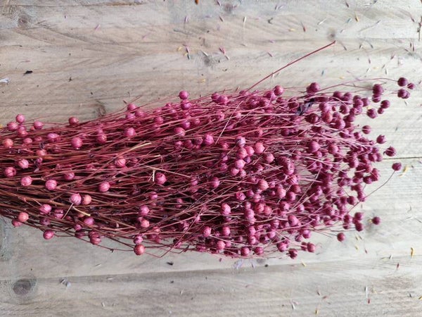 Linum Vlas Rood/bordeaux