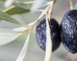 Olive de Nyons pots de 250gr