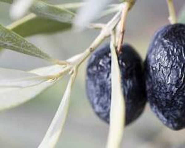 Olive de Nyons pots de 250gr
